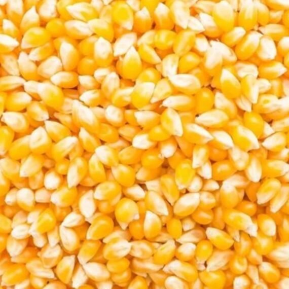 CORN
