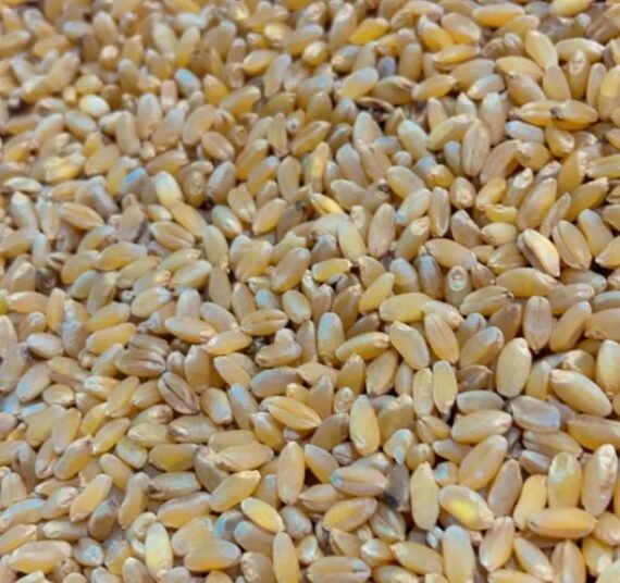 LOKWAN WHEAT - 50KG